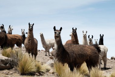 Bolivya 'nın Salar de Uyuni yakınlarındaki engebeli arazide duran bir lama sürüsü. Lama 'lar, kalın yün kürkleriyle, açık mavi gökyüzü ve kuru yüksek irtifa otları üzerine kuruludur.