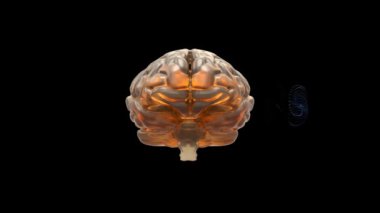 Alzheimer Beyin Dönüşümü Konsepti. ALZHEIMER S metnine dönüşen bir beynin çarpıcı görüntüsü şeffaf bir arka planda, hastalığın ilerici doğasını gösteren