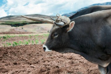 Öküz ve Urubamba Vadisi, Peru bir taze sürülmüş topraklarda görünümünü kapat
