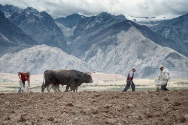 Çiftçiler el ile gübre ve toprak bir çift öküz ile çiftçilik yayıldı. 18 Ekim 2012 - Maraş, Urubamba Vadisi, Peru