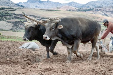  Bir çift öküz Urubamba Vadisi topraklarda çiftçilik görünümünü kapat