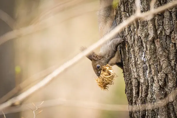 Red Squirrel Sciurus Vulgaris Tree Tree Dry Leaves Its Mouth — Stock Photo, Image