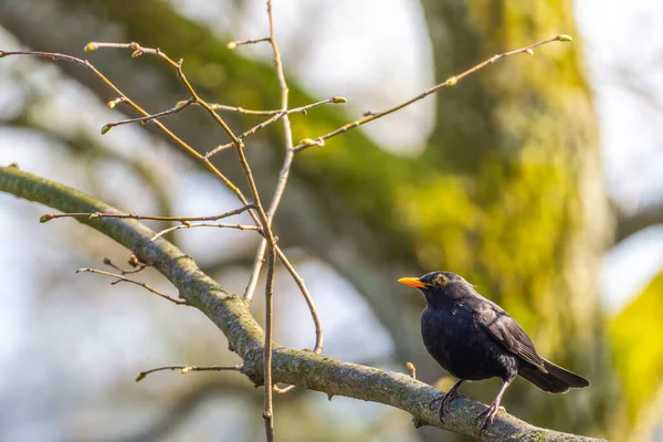 Один Самец Blackbird Turdus Merula Стоит Зарождающейся Ветке Солнечным Светом — стоковое фото