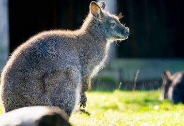 Parktaki kanguru kopyalama alanını vurguladı