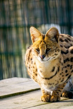 Yabani yaşamı koruma parkının arka plan kopyalama alanındaki yabancı portresi