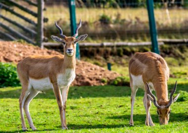 İki dağ ceylanı (Gazella gazella), biri dik dik bakıyor ve diğeri vahşi yaşam koruma parkında yemek yiyor.