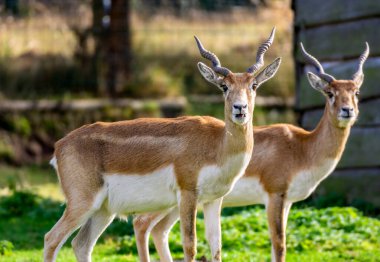 İki dağ ceylanı (Gazella gazella), vahşi yaşamı koruma parkına bakıyor.