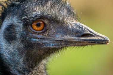 Emu Dromaius. Kafası izole edilmiş.