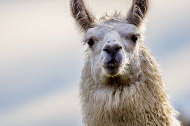 Zarif Alpaka Yüzlü İfade Eden Gözler Portresi