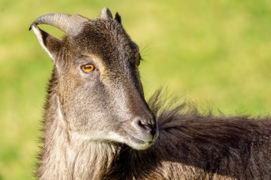 Himalaya tahr (Hemitragus jemlahicus) yüzüne yaklaş