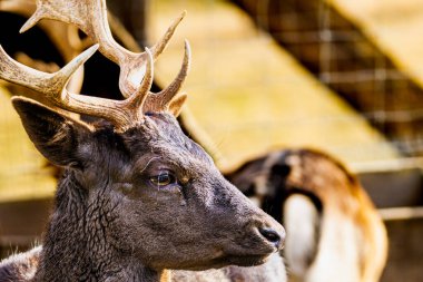 Avrupa geyiğinin boynuzları hayvanat bahçesinde esaret altındaydı.