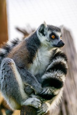 Lemur Catta Doğal Doğa Yaşam Alanında Yakın Çekim