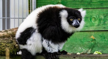 Siyah-beyaz yakalı lemur (Varecia variegata) esaret altında