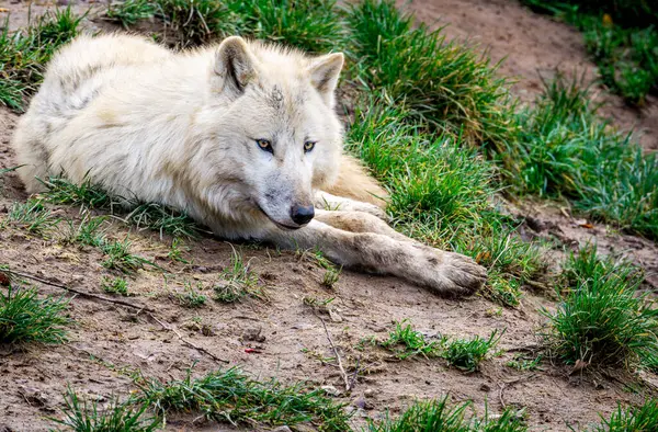 Kuzey Kutup Kurdu (Canis lupus arctos) Doğa Parkındaki çimlerin üzerinde dinleniyor