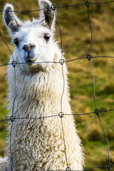 Zarif bir Alpaka Surat ve uzun bir boyun portresi
