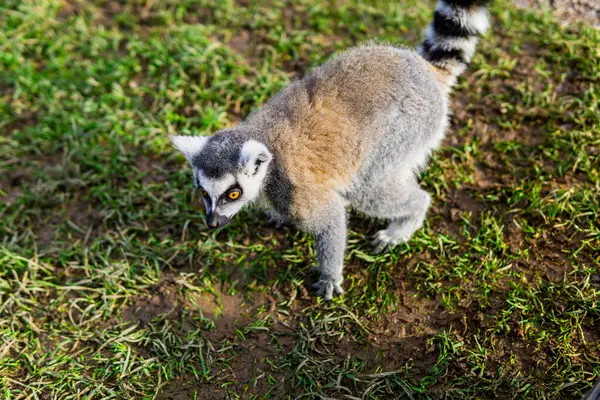 Lemur Catta Davranışı Bir Hayvanat Bahçesi Ayarında Yakalandı