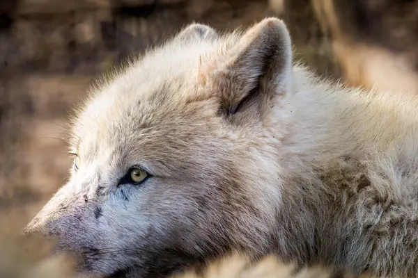 Närbild Huvudet Arktisk Varg Canis Lupus Arctos Gräs Naturparken Stockfoto