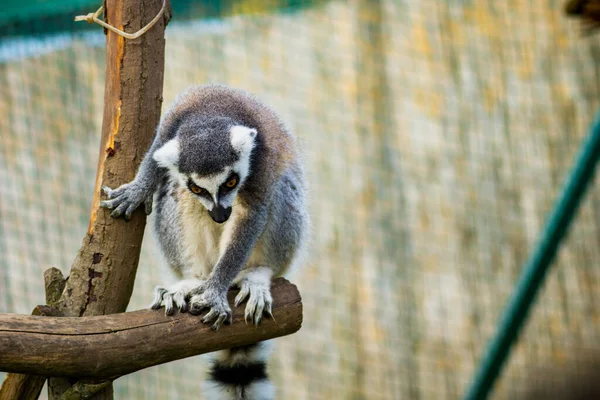 Lemur Catta Closeup Een Natuurlijke Omgeving Rechtenvrije Stockfoto's