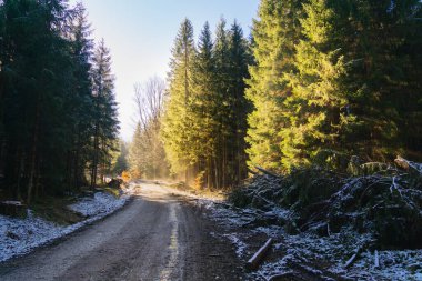 Toprak Yol Ormanı Kesiyor