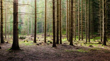 Uzun Ağaçların Yoğun Ormanı