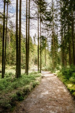 Adrpach Teplice Kaya oluşumunda Orman Kesen Kirli Yol