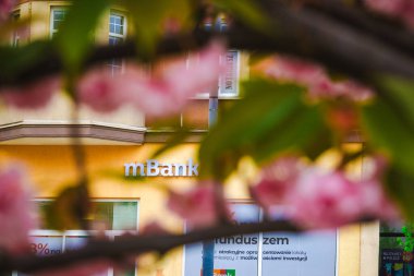 Walbrzych, Polonya - 16 Nisan 2024: Met cilası bankasının şubesi çiçek açan pembe dallarla çevrili