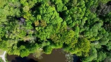 Yeşil Orman 'daki kahverengi göl üzerinde uçan İHA' dan görüntü