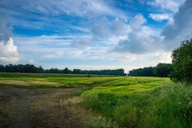 Çamur Yolu ve Ağaçlı Saha