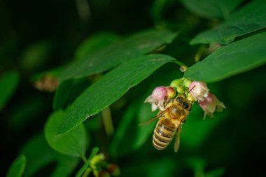 Arı Çiçek poleniyle besleniyor