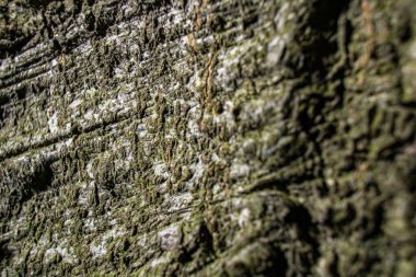 Yosun kaplı Ağaç Gövdesine Yakın Çekim