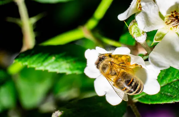 Beyaz Çiçeğin Üzerinde Dinlenen Arı