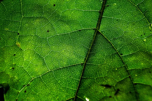 yeşil yaprak Görünümü Kapat