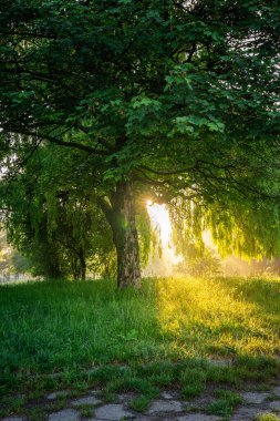 Sunrise Through Trees in Park clipart