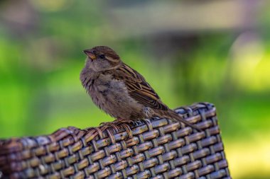 Sparrow Hanedanı Wicker sandalyesine tünedi.