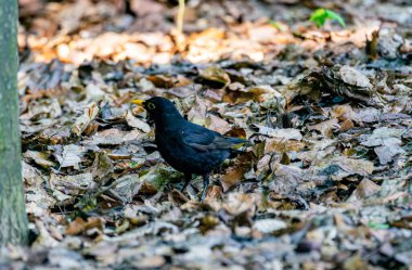 Düşen Karatavuk Yaprakları Arıyor
