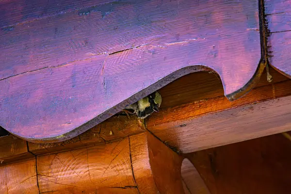 Damın Altındaki Serçe.