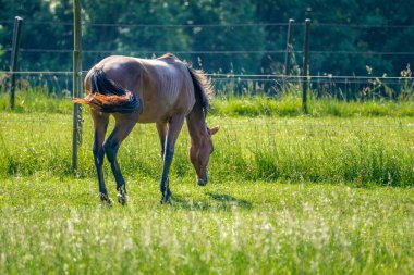 Kahverengi at alanında otlatma