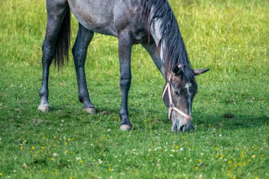 bir çayır otlatma at