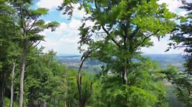 Avrupa 'da Bir Dağdan Yaz Ormanı Görünümü