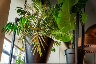 Siyah Metal Çerçeveye Asılı İki Saksı Bitkisi