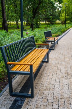 Şafak saatlerinde yemyeşil bir parkta, Paved Yolu 'ndaki ahşap banklar.