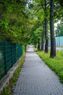 Sessiz Paved Yolu Sabah Işığında Yeşilliklerle çevrili
