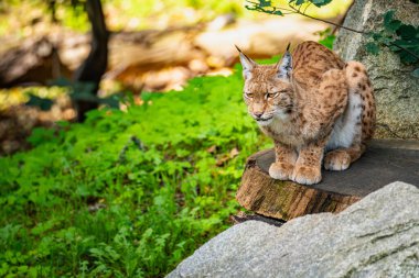 Güneşli bir öğleden sonra yemyeşil bir ormanda, büyük bir kayanın üzerinde dinlenen bir vaşak çarpıcı özelliklerini ve uyarı davranışlarını sergiliyor.