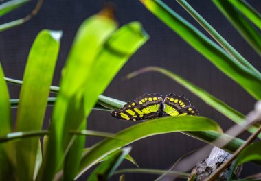 Colorful butterfly perched on green leaves in a lush tropical environment during daylight hours clipart