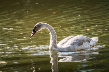 Güneşli bir öğleden sonra sakin bir göletin sakin sularında zarif bir şekilde süzülen genç bir kuğu.