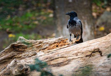 Bir karga, güz yapraklarıyla çevrili eski bir kütüğe tünemiş gün ortasında sakin bir park ortamında.