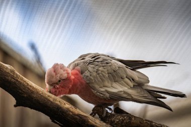 Bir dala tünemiş zarif bir galah, öğleden sonra ışığı altında sakin bir havacılık ortamında çevresini gözlemliyor.