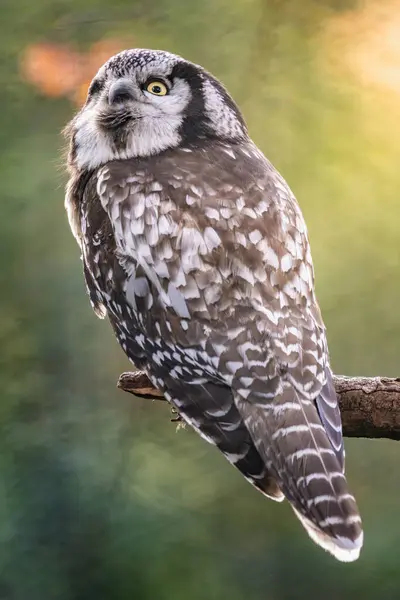 stock image A poised northern hawk owl perched on a branch in a forest during late afternoon light