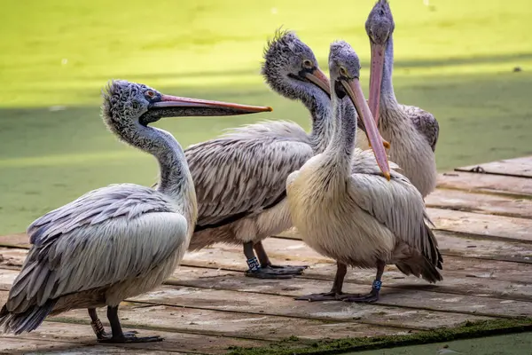 stock image A group of pelicans resting on wooden planks near a greenish pond in a serene natural setting during midday