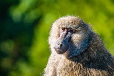 A close-up of a baboon relaxing in the afternoon sun in a natural setting clipart